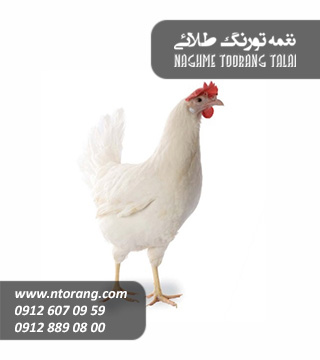 فروش مرغ تخم گذار صنعتی نژاد ال اس ال و هایلاین